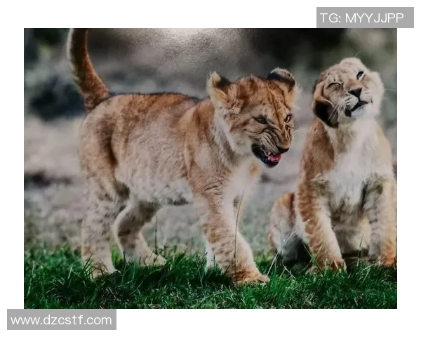 动物世界中的足球明星全景解析与精彩瞬间回顾