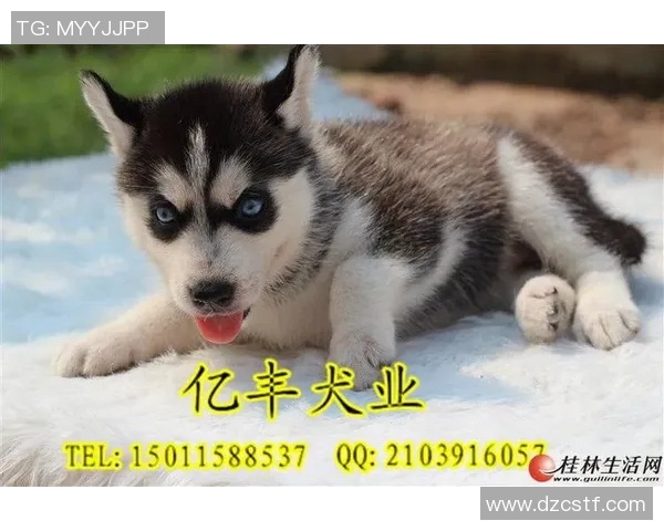 哈士奇体育用品品牌引领运动潮流打造专业装备助力健康生活